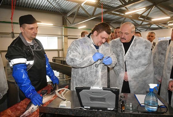 Александр Лукашенко во время посещения белорусского аквакультурного хозяйства Admiral Husso, 30 марта 2018 года