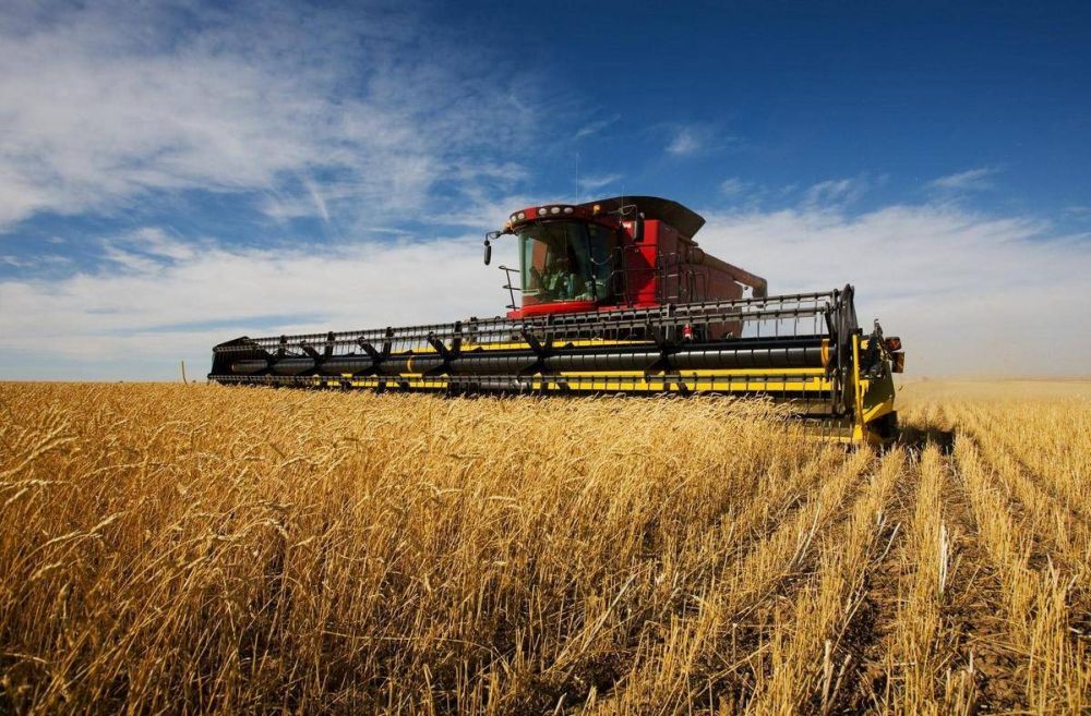 Россия – крупнейший производитель пшеницы в мире