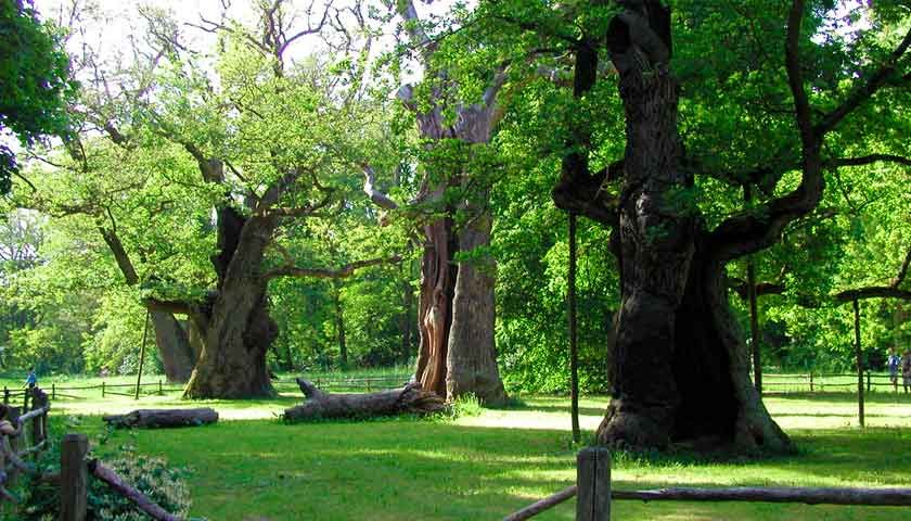 Старейшие деревья Украины – ровесники Киевской Руси