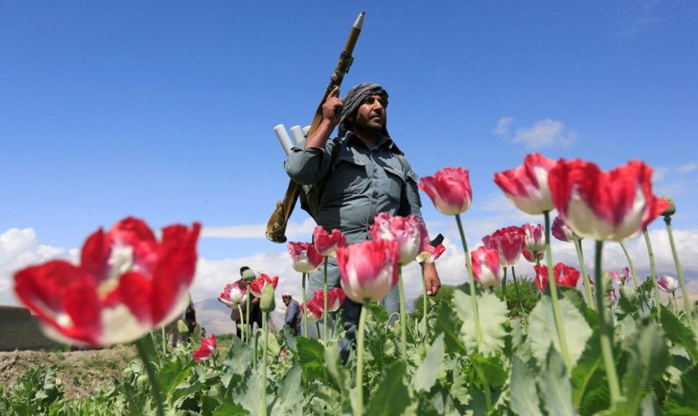 Боевики охраняют маковые поля в Афганистане