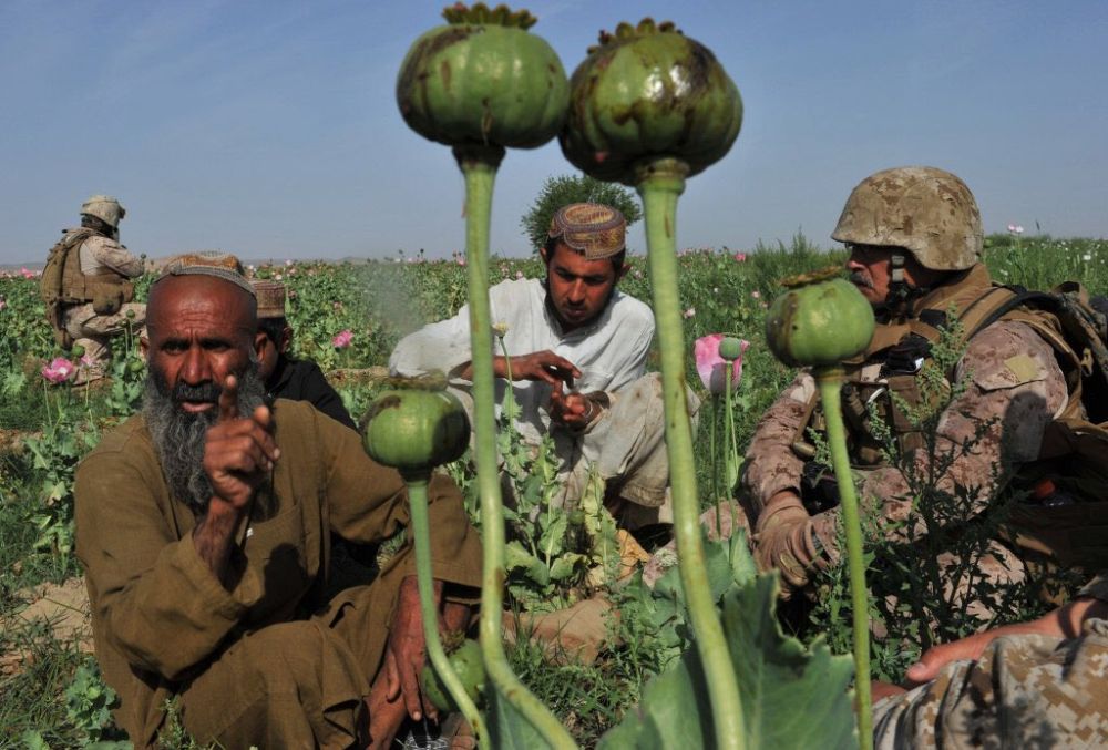 Американская оккупация обернулась резким ростом производства наркотиков и наркотрафика в Афганистане