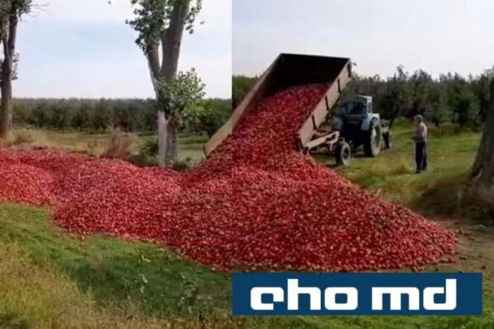Молдавские фермеры вынуждены выбрасывать тонны урожая