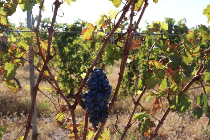 Виноградарство в Армении переживает кризис