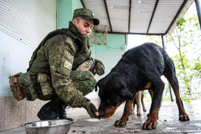 Военнослужащие ВС РФ и Народной милиции ДНР при содействии фондов "Вече" и "География Сердца" спасают домашних животных, которые вследствие боевых действий были лишены заботы и ухода в разрушенных городах