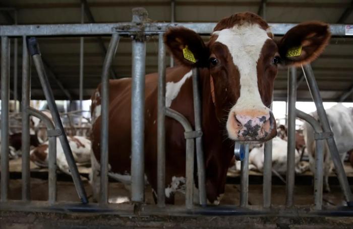 В Нидерландах сокращают поголовье коров