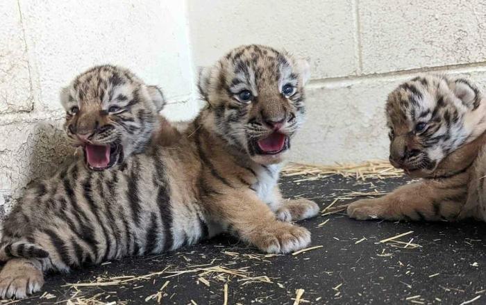 Зоозащитники из организации PETA подали уголовную жалобу на зоопарк Лейпцига за решение его руководства усыпить трёх новорожденных амурских тигрят.