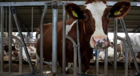 В Нидерландах сокращают поголовье коров