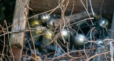 росгвардейцы продолжают обеспечивать безопасность и правопорядок в прифронтовых регионах, источник МАХ-канал Росгвардия