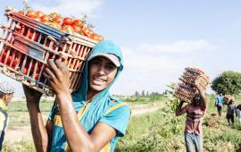 В новом докладе ФАО (Food and Agriculture Organization of the United Nations) ООН «Положение молодежи в агропродовольственных системах»  представлен всесторонний анализ положения молодежи в агропродовольственных системах, проведенный на основе эмпирических данных.